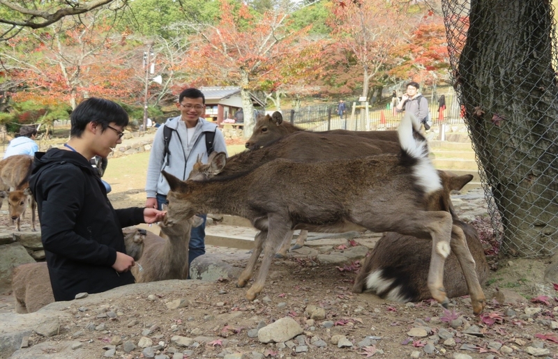 Cultural Activities for Students: Todaiji Temple, Kasuga Taisha Shrine and Nara National Museum