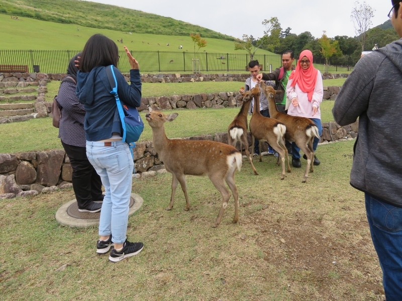 Cultural Activities for Students: Todaiji Temple, Kasuga Taisha Shrine and Nara National Museum