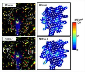 Fig.1 Detection of force generated by a growth cone in response to netrin-1.