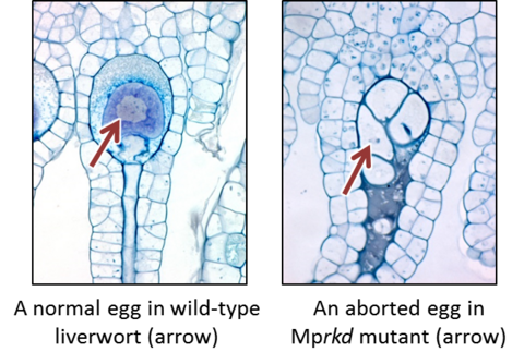 Discovery of a key regulator of plant germ cell formation (June 24, 2016)
