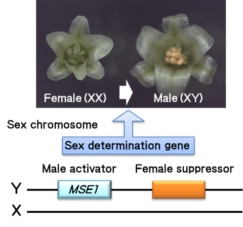 Discovery of the sex determination gene in Asparagus officinalis (January 16, 2017)