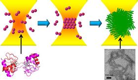 Laser trapping of cytochrome c dimer and subsequent amyloid formation