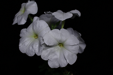 Successful development of 