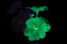 Under UV light