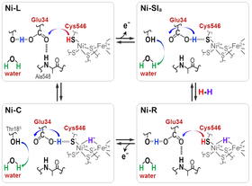 Protons are transferred between the NiFe active site and protein surrounding through the Cyt546 and Glu34 residues during the catalytic reaction of [NiFe] hydrogenase.