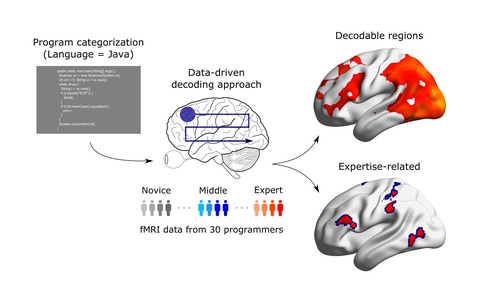 How is the brain programmed for computer programming?