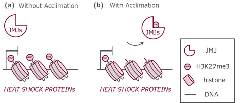 How to beat the heat: Memory mechanism allows plants to adapt to heat stress