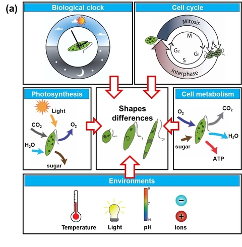 Taking microscopic shape without a microscope