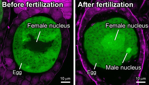 Switching roles: Key proteins evolved from activators to maintainers in plants