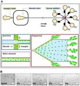 The design of the viscoelastic microfluidic device for shape-based separation of drug-treated<i> E. coli.</i> Schematics of the microfluidic device used for <i>E. coli </i>separation by shape.