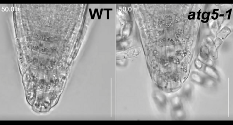 A new role of autophagy in plant cell differentiation revealed