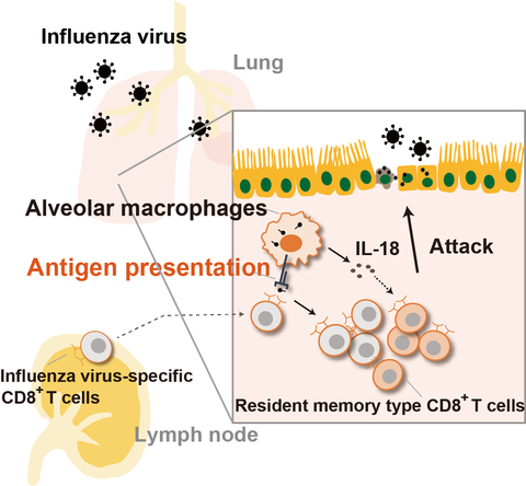 Alveolar macrophages help CD8+ T cells go (anti-)viral
