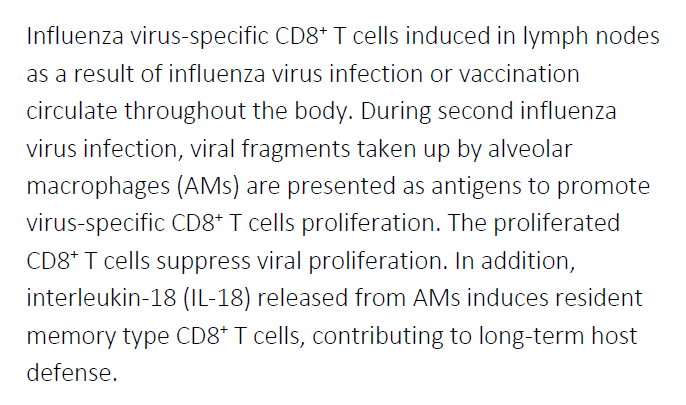 Alveolar macrophages help CD8+ T cells go (anti-)viral