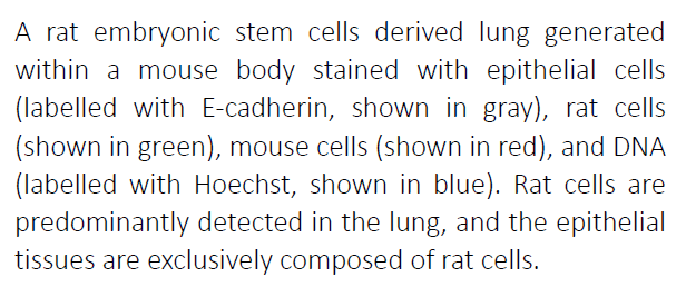 Advancing the generation of in-vivo chimeric lungs in mice using rat-derived stem cells