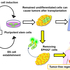 Tackling the hurdle of tumor formation in stem cell therapies