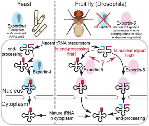 Uncovering the unique roles of Exportin-5 in RNA export within Drosophila cells