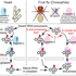 Uncovering the unique roles of Exportin-5 in RNA export within Drosophila cells