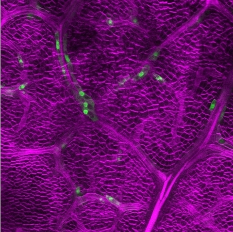 Genetic defense breakthrough: Plants repurpose stomatal genes to fend off herbivores