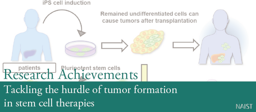 Tackling the hurdle of tumor formation in stem cell therapies