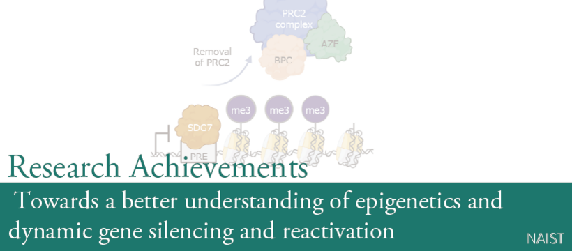 Towards a better understanding of epigenetics and dynamic gene silencing and reactivation