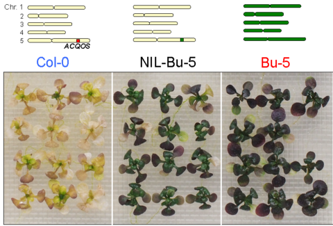 〔プレスリリース〕植物の環境適応の過程で 「水を取るか、病害菌から身を守るか」 決め手となった仕組みを解明