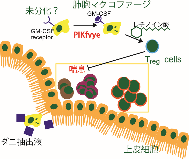 〔プレスリリース〕喘息から身体を守る仕組みが明らかに ～肺胞マクロファージ分化に必須の酵素を発見～