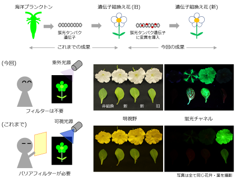 〔プレスリリース〕改良版蛍光タンパク遺伝子を導入した「光るペチュニア」の開発に成功