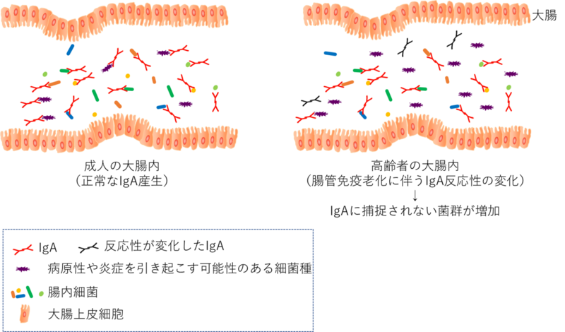 〔プレスリリース〕IgAの腸内細菌に対する反応性の低下が加齢に伴う腸内菌叢の変動に関係
