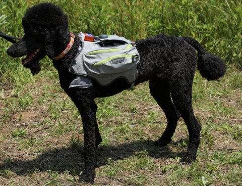 災害救助犬の活性度（情動）を遠隔モニタリングする技術を開発 -サイバースーツに搭載しサイバー救助犬による被災者捜索活動を支援-