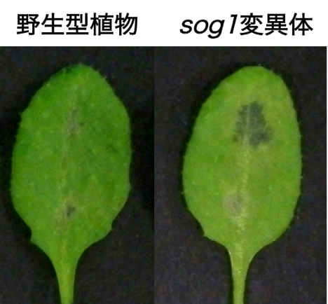 〔プレスリリース〕DNAに傷が入った時に働く植物独自の遺伝子群を解明 ～病害菌の感染など環境のストレスに強い農作物の作出に期待～