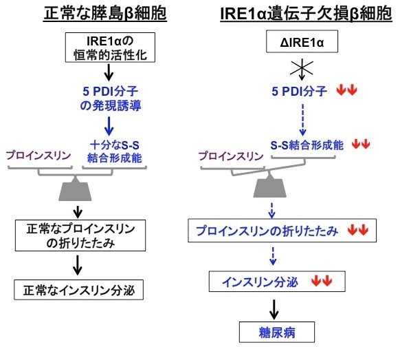 〔プレスリリース〕有効なインスリンを細胞内で正確に作る　タンパク質群誘導の新たな機構を解明 ～糖尿病創薬へ期待～