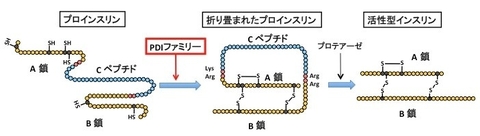 〔プレスリリース〕有効なインスリンを細胞内で正確に作る　タンパク質群誘導の新たな機構を解明 ～糖尿病創薬へ期待～