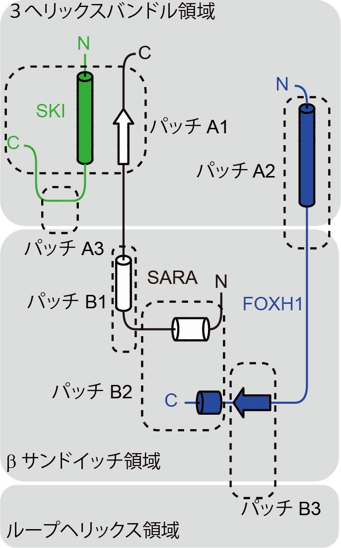 〔プレスリリース〕TGF-βシグナルが多様な生命現象を制御できる仕組みの一端を解明 ～転写因子SMAD2/3による補因子選択機構～