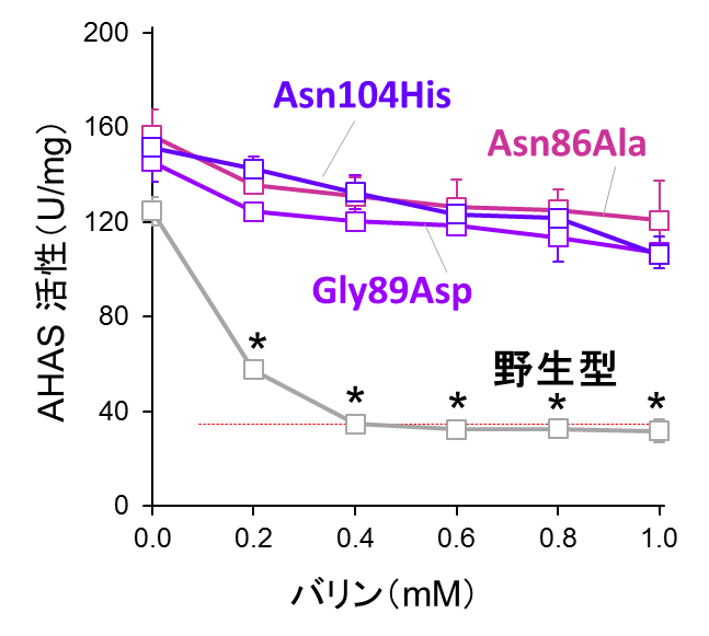 〔プレスリリース〕酵母による必須アミノ酸「バリン」の高生産に成功 合成酵素の制御機構を解除して実現 ～バイオ燃料「イソブタノール」生産にも期待～