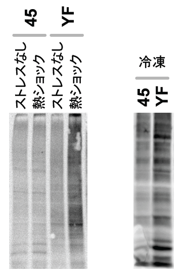 〔プレスリリース〕酵母が冷凍保存後も高い発酵力を維持する仕組みを解明 変性タンパク質を分解する酵素が重要な役割～冷凍耐性や発酵力が向上したパン酵母の育種に期待～
