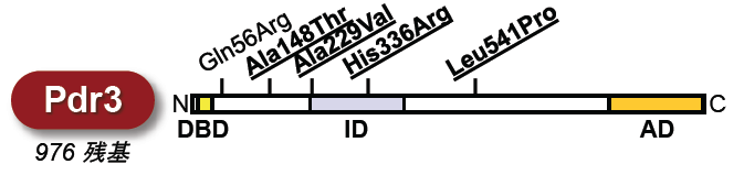 〔プレスリリース〕酵母が冷凍保存後も高い発酵力を維持する仕組みを解明 変性タンパク質を分解する酵素が重要な役割～冷凍耐性や発酵力が向上したパン酵母の育種に期待～