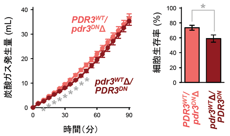 〔プレスリリース〕酵母が冷凍保存後も高い発酵力を維持する仕組みを解明 変性タンパク質を分解する酵素が重要な役割～冷凍耐性や発酵力が向上したパン酵母の育種に期待～