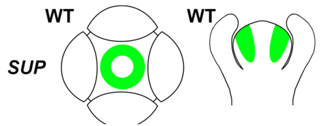 〔プレスリリース〕植物ホルモンのオーキシンは、花の雄しべの数を決定している 器官分化の境目で作用する新たな仕組みを解明 ～オーキシン使い、園芸品種の改良や食糧増産に期待～