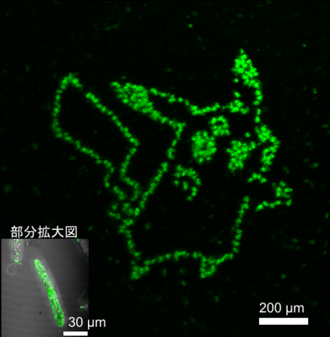 〔プレスリリース〕ミドリムシのメタボ診断法を開発 ～地球温暖化対策、藻類利用の拡大に期待～