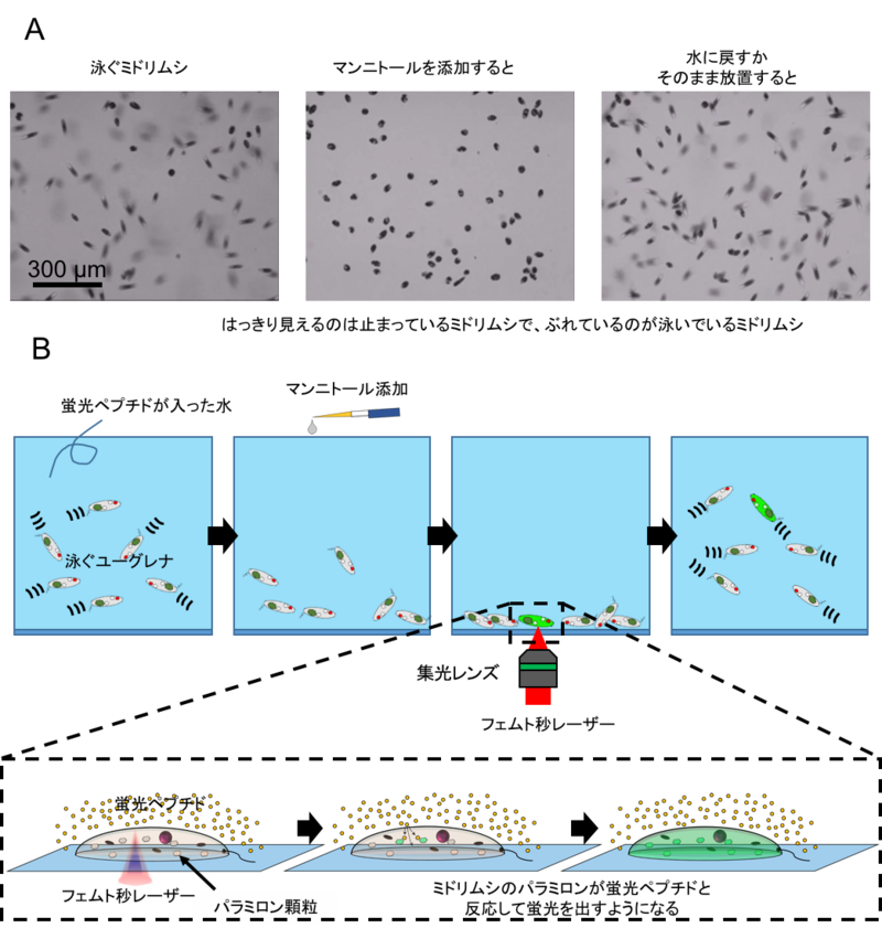 〔プレスリリース〕ミドリムシのメタボ診断法を開発 ～地球温暖化対策、藻類利用の拡大に期待～