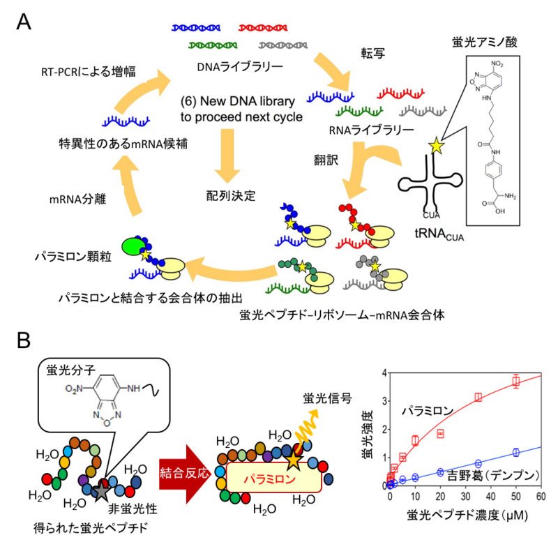 〔プレスリリース〕ミドリムシのメタボ診断法を開発 ～地球温暖化対策、藻類利用の拡大に期待～