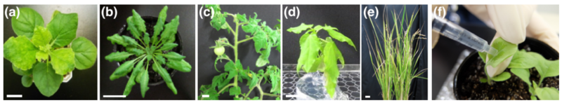 〔プレスリリース〕多様な植物に侵入するペプチドの探索 ～植物種に応じた膜透過性ペプチドの最適化が必要～