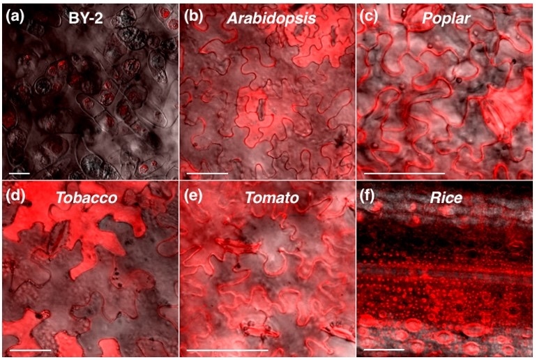 〔プレスリリース〕多様な植物に侵入するペプチドの探索 ～植物種に応じた膜透過性ペプチドの最適化が必要～