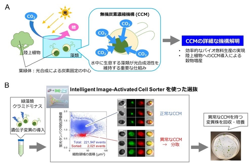 〔プレスリリース〕世界初のIntelligent Image-Activated Cell Sorterを開発 ～細胞画像の深層学習により高速細胞選抜を実現～