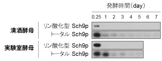 〔プレスリリース〕酵母が環境に合わせて発酵力を変える仕組みを解明 自在に能力を高める「発酵デザイン技術」の確立へ ～清酒酵母の高発酵力の原因も明らかに～