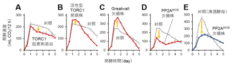 〔プレスリリース〕酵母が環境に合わせて発酵力を変える仕組みを解明 自在に能力を高める「発酵デザイン技術」の確立へ ～清酒酵母の高発酵力の原因も明らかに～