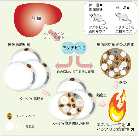 〔プレスリリース〕肥満解消に新たなプレイヤー