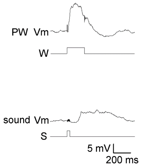〔プレスリリース〕大脳皮質の入り口で、すでに多種の感覚情報が処理されていることを発見 ～「早い情報処理」の謎解明に期待～