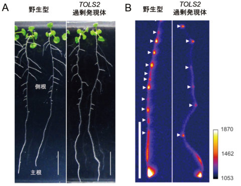 〔プレスリリース〕根が適切な間隔で分岐する仕組みに働く 植物ペプチドを発見