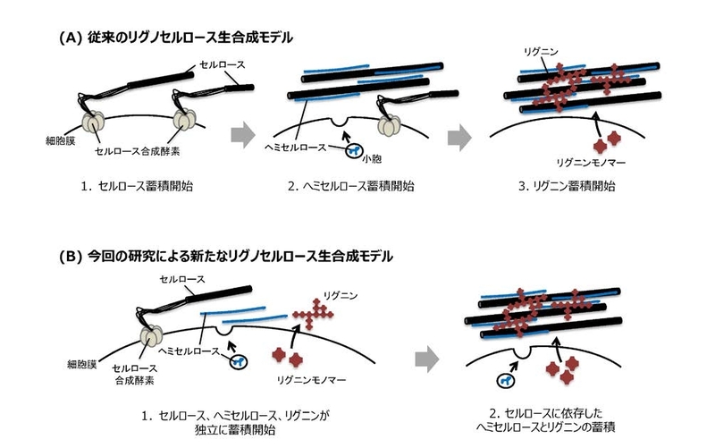 〔プレスリリース〕持続可能資源である木質バイオマスの本体、 リグノセルロースの生合成モデルを25 年ぶりに刷新 ～ 産業利用の用途に即した質的改変技術の基盤開発へ ～